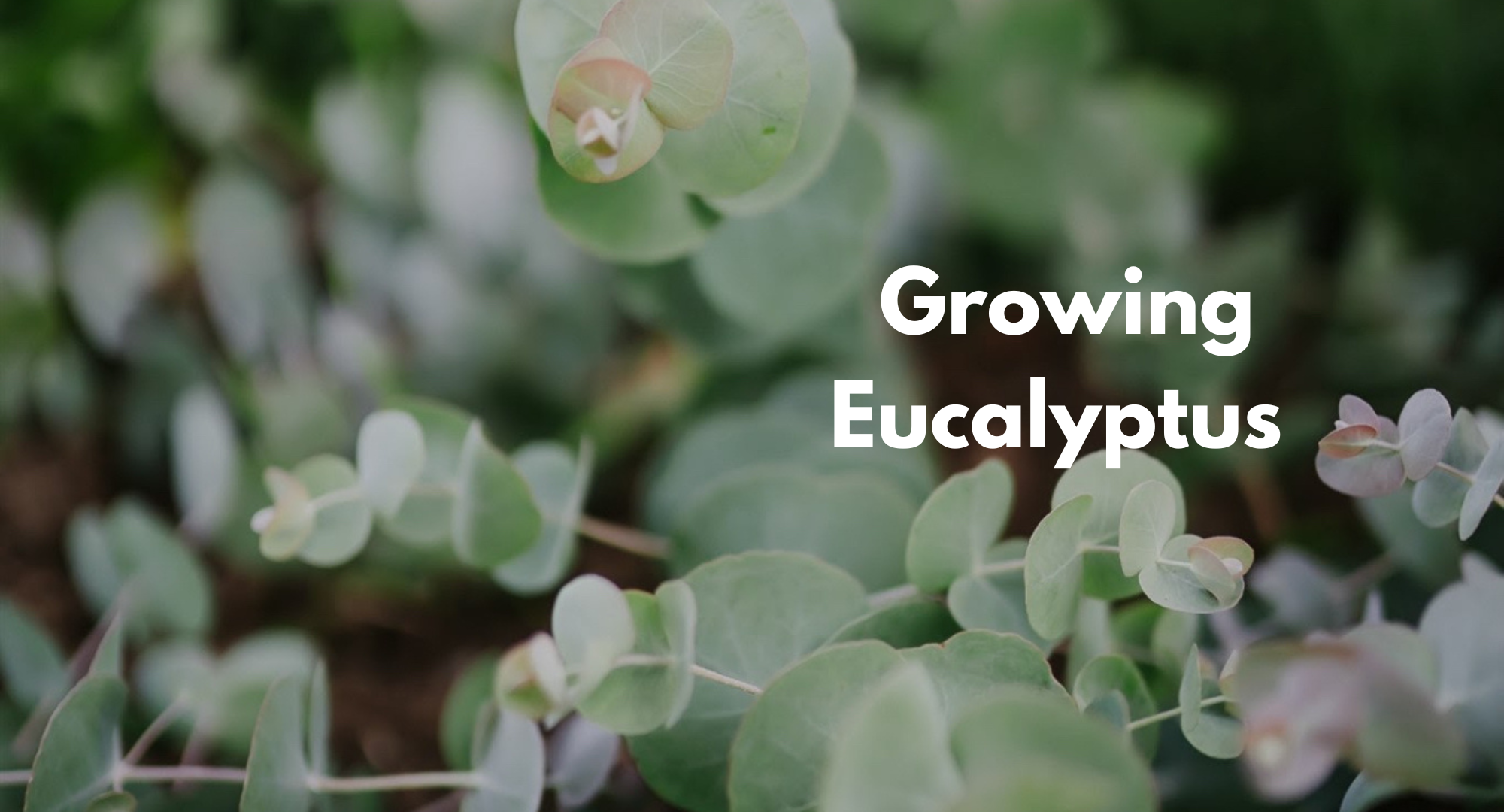 Fresh outlet eucalyptus plants,easy plants -TN