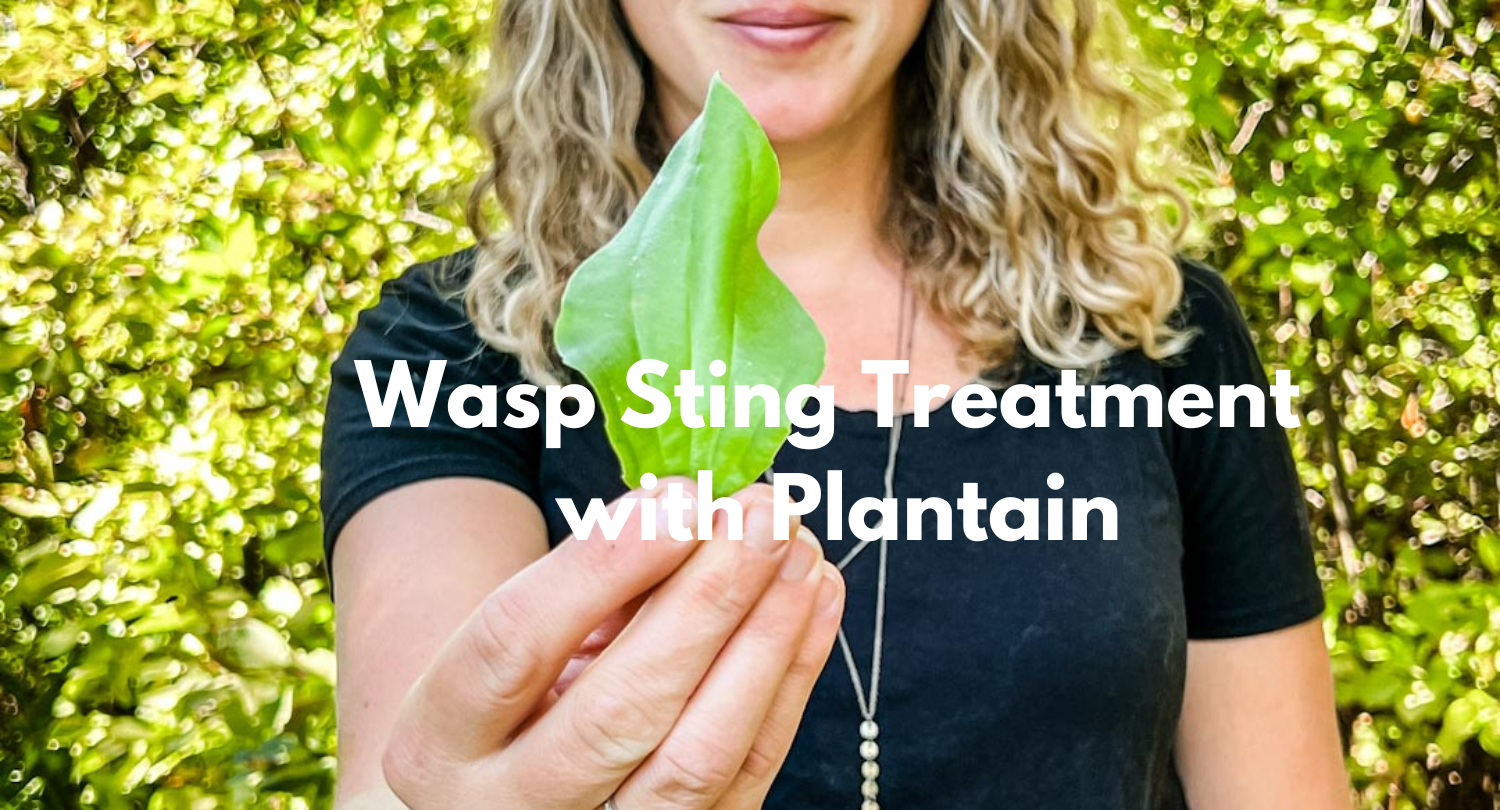 Wasp Sting Treatment with Plantain – Prairie Soap Shack